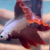 Cupang Halfmoon Red dragon snow Jantan
