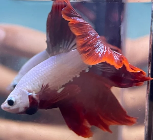 Cupang Halfmoon Red dragon snow Jantan