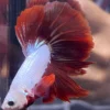 Cupang Halfmoon Red dragon snow Jantan