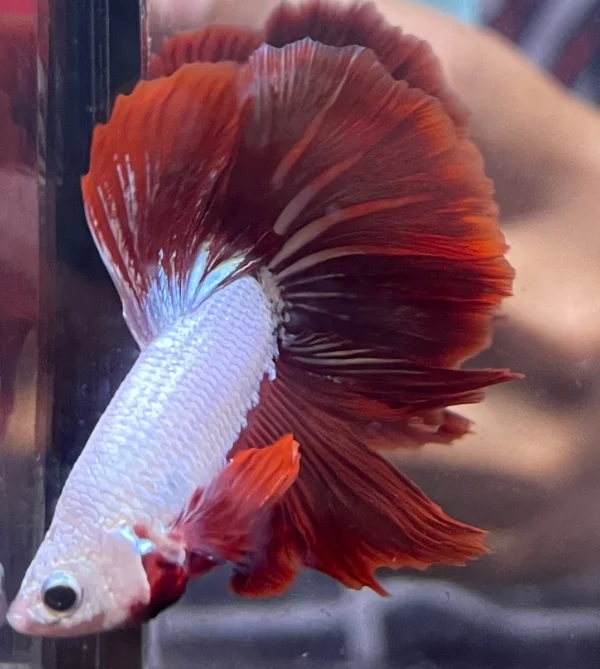 Cupang Halfmoon Red dragon snow Jantan