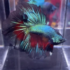 Cupang Halfmoon Green Orchid Jantan