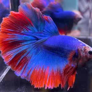 Cupang Halfmoon Maskot Jantan