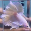 Cupang Halfmoon Rose tail,Rose gold Jantan