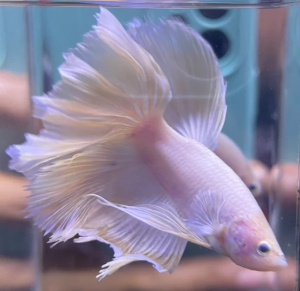 Cupang Halfmoon Rose tail,Rose gold Jantan