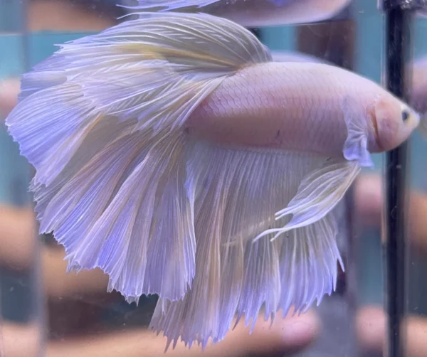 Cupang Halfmoon Rose tail,Rose gold Jantan