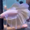 Cupang Halfmoon Rose tail,Rose gold Jantan