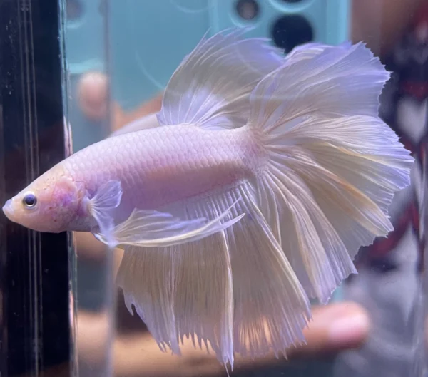 Cupang Halfmoon Rose tail,Rose gold Jantan