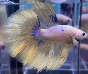 Cupang Halfmoon Yellow Jantan