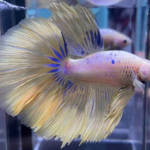Cupang Halfmoon Yellow Jantan
