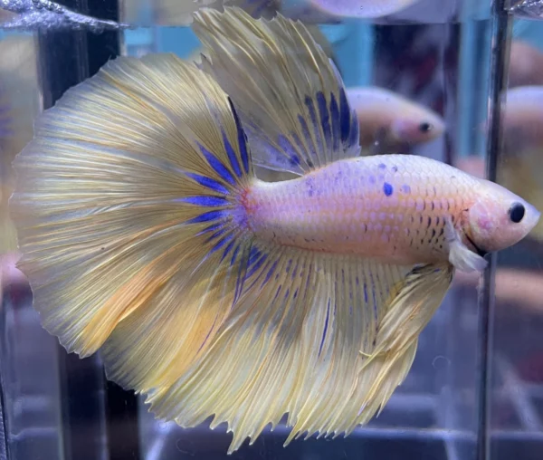 cupang-1786766235961 Cupang Halfmoon Yellow Jantan