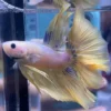 cupang-1786766238235 Cupang Halfmoon Yellow Jantan