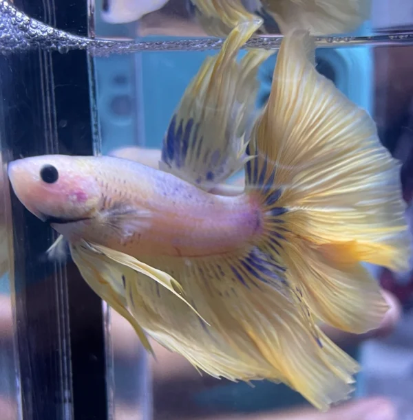 cupang-1786766238235 Cupang Halfmoon Yellow Jantan