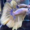 cupang-1786766240349 Cupang Halfmoon Yellow Jantan