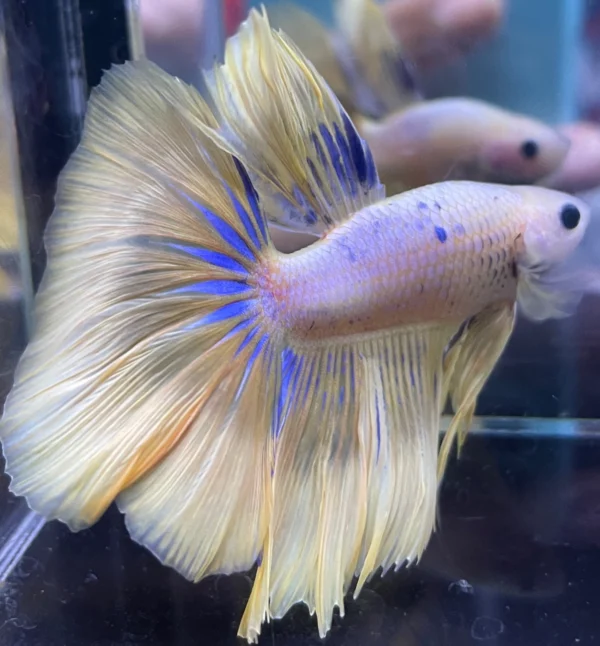 cupang-1786766240349 Cupang Halfmoon Yellow Jantan