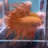 Cupang Crown Tail (Serit) Orange Jantan
