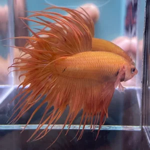 Cupang Crown Tail (Serit) Orange Jantan