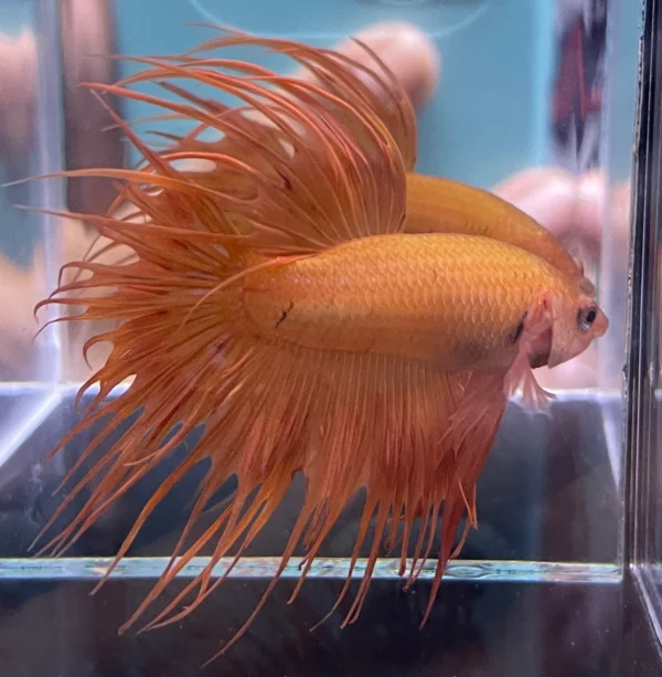 Cupang Crown Tail (Serit) Orange Jantan