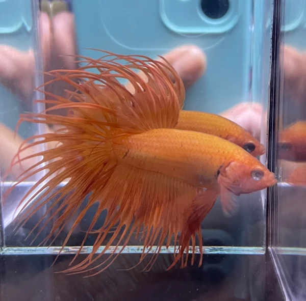 Cupang Crown Tail (Serit) Orange Jantan