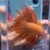 Cupang Crown Tail (Serit) Orange Jantan