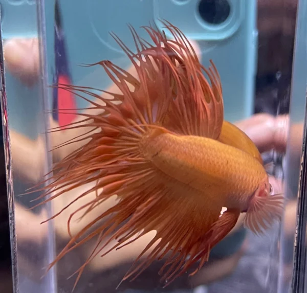 Cupang Crown Tail (Serit) Orange Jantan