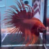 Cupang Crown Tail (Serit) Super red Jantan