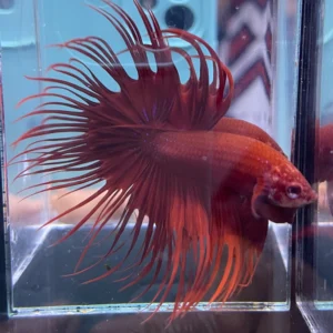 Cupang Crown Tail (Serit) Super red Jantan