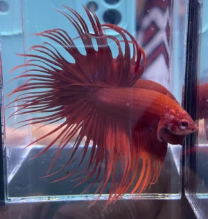 Cupang Crown Tail (Serit) Super red Jantan