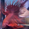 Cupang Crown Tail (Serit) Super red Jantan
