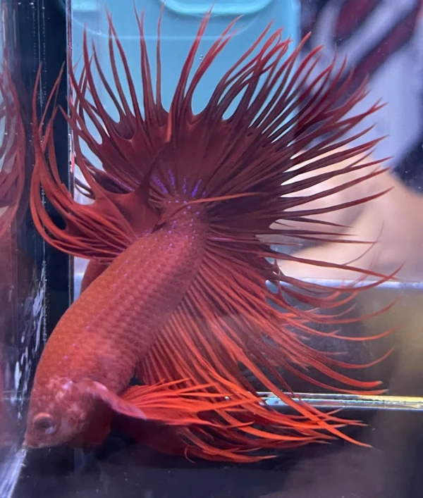 Cupang Crown Tail (Serit) Super red Jantan