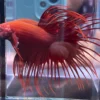 Cupang Crown Tail (Serit) Super red Jantan
