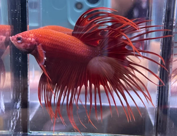 Cupang Crown Tail (Serit) Super red Jantan