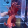 Cupang Crown Tail (Serit) Super red Jantan