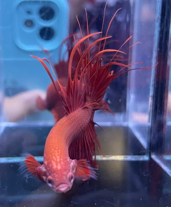 Cupang Crown Tail (Serit) Super red Jantan