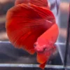 Cupang Halfmoon Super red Jantan