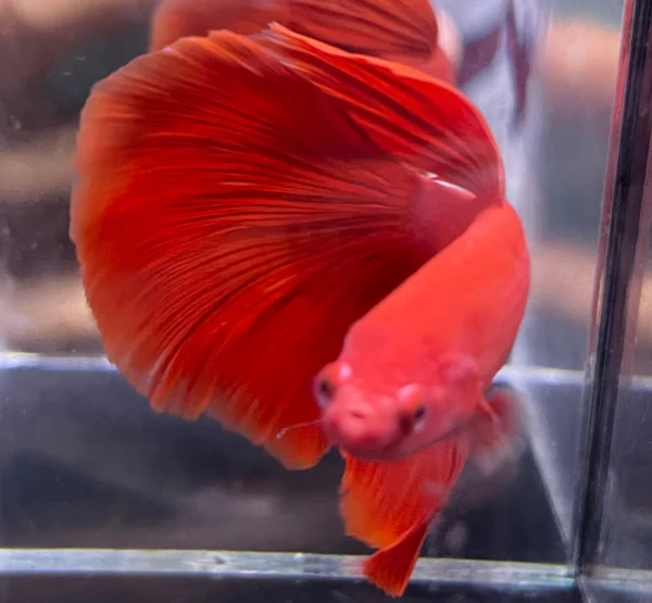 Cupang Halfmoon Super red Jantan