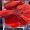 Cupang Halfmoon Super red Jantan
