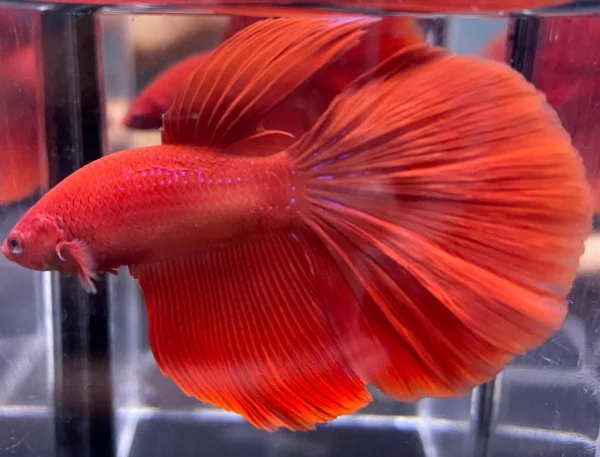 Cupang Halfmoon Super red Jantan