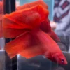 Cupang Halfmoon Super red Jantan