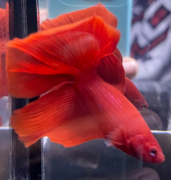 Cupang Halfmoon Super red Jantan