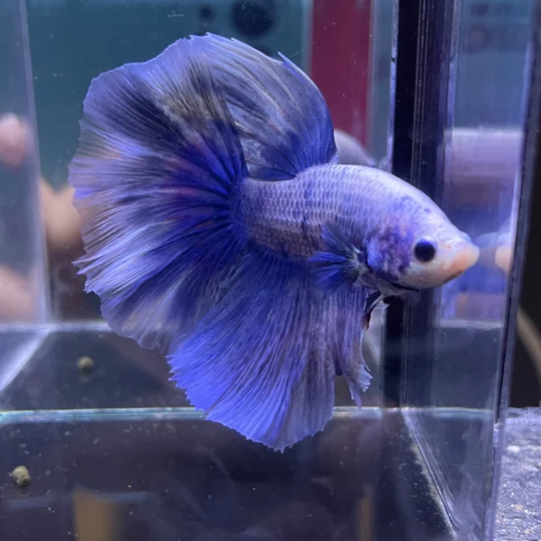 Cupang Halfmoon Grizzle Jantan