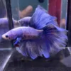 Cupang Halfmoon Grizzle Jantan