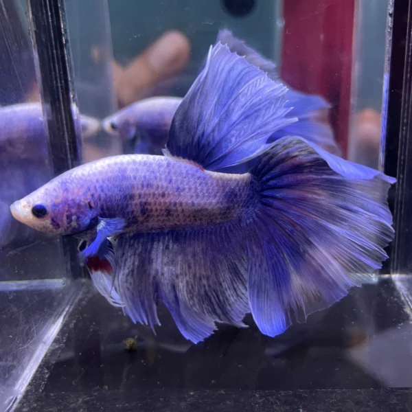Cupang Halfmoon Grizzle Jantan
