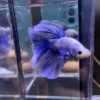 Cupang Halfmoon Grizzle Jantan