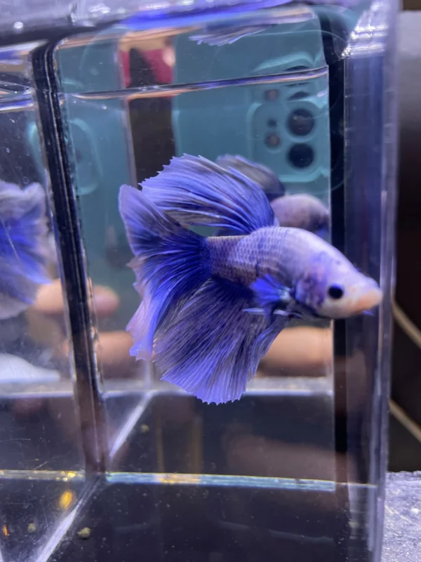 Cupang Halfmoon Grizzle Jantan