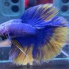 cupang-1786774454895 Cupang Halfmoon Yellow grizzel Jantan