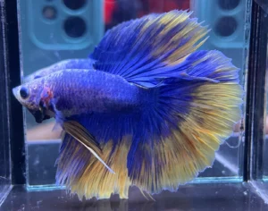 Cupang Halfmoon Yellow grizzel Jantan