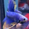 cupang-1786774457632 Cupang Halfmoon Yellow grizzel Jantan