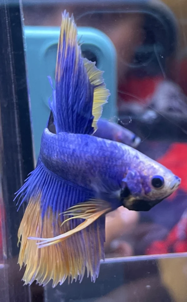 cupang-1786774457632 Cupang Halfmoon Yellow grizzel Jantan