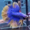 cupang-1786774459673 Cupang Halfmoon Yellow grizzel Jantan