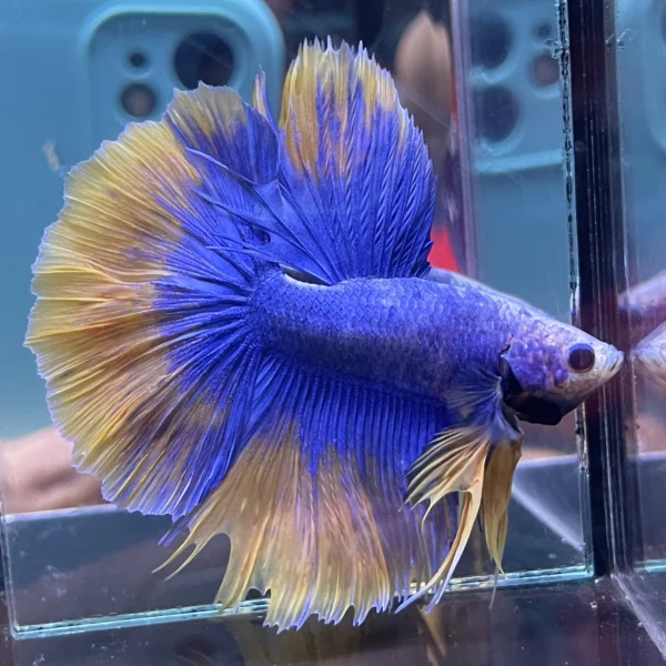 cupang-1786774459673 Cupang Halfmoon Yellow grizzel Jantan